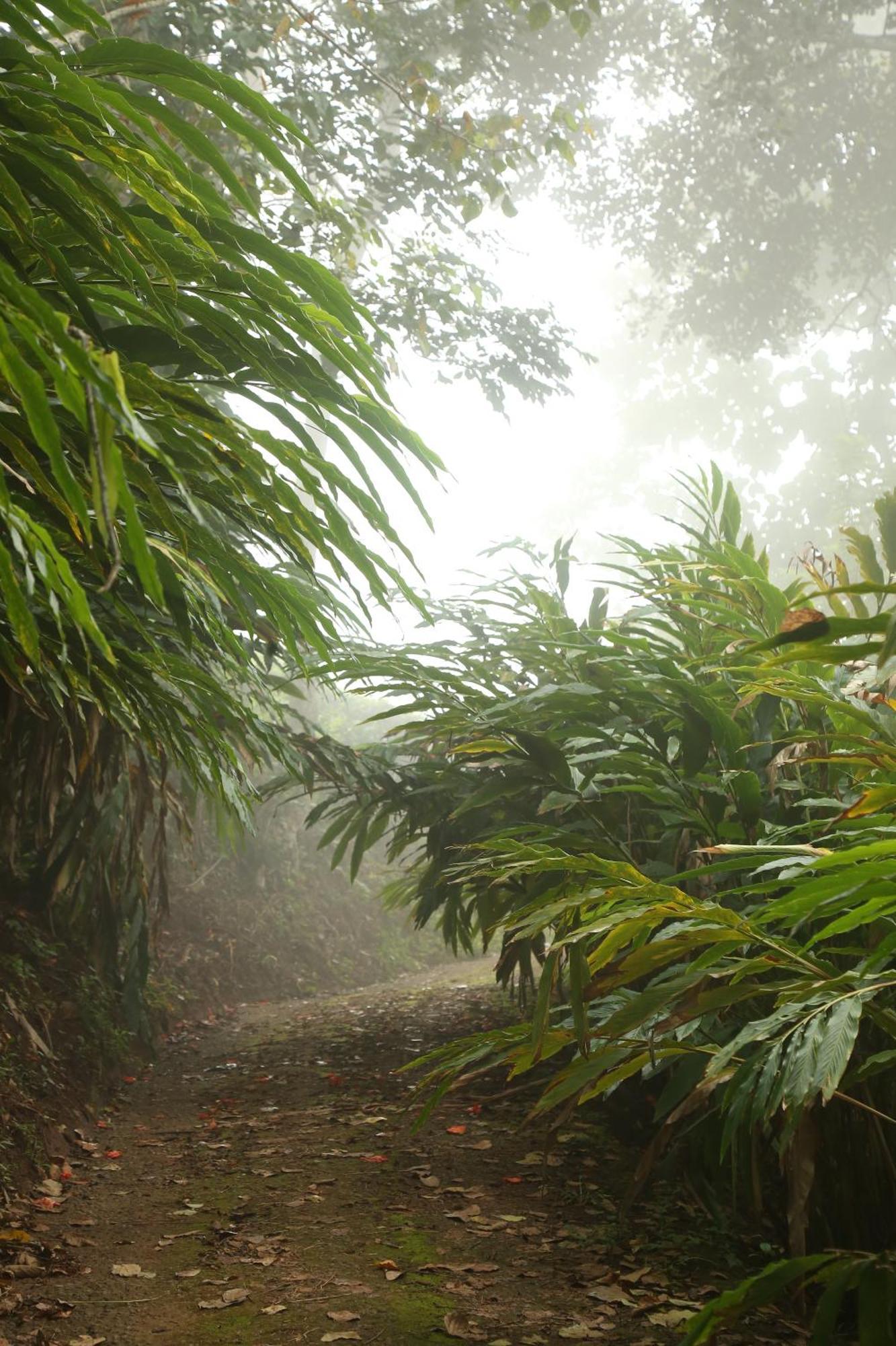 Spice Forest Plantation Homestay, Thekkady Vandiperiyār Exterior foto